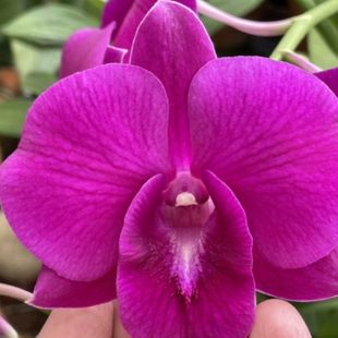 读月园大花玫瑰红秋石斛兰耐热兰花易养爆花品种魅力大东方