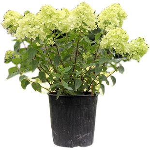 矮生圆锥绣球乔木绣球蝶花圆锥绣球阳台露台庭院种植花卉耐寒抗冻