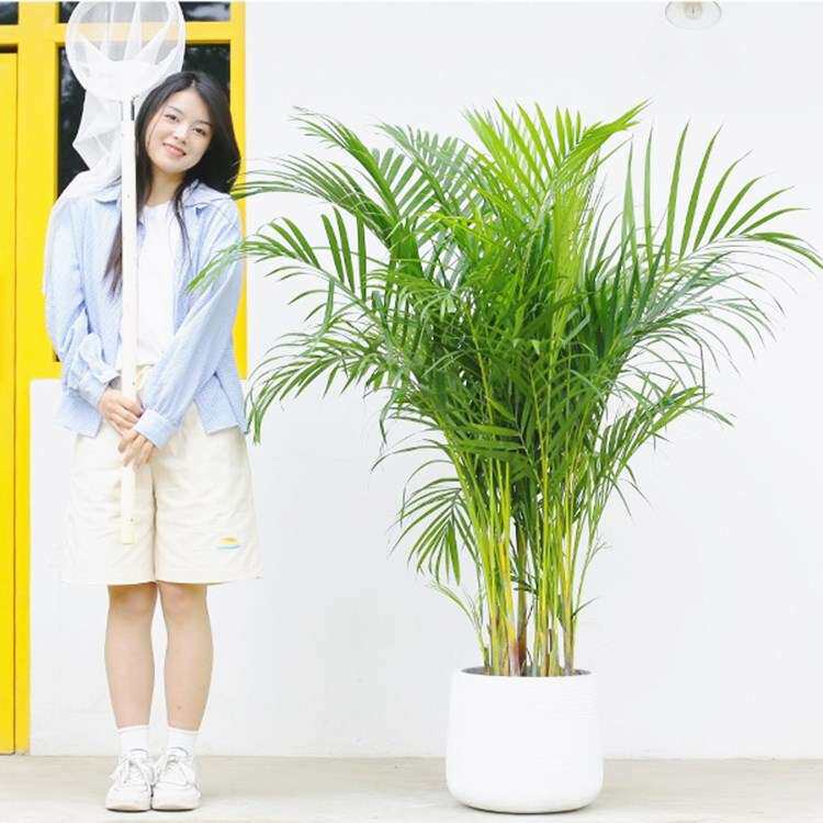 散尾葵盆栽凤尾竹室内客厅大型绿植盆栽袖珍椰子夏威夷花卉植物