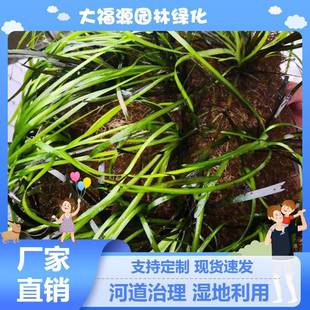 平方人工生态河床生态毯种植草毯 植草垫水质净化 沉水植物种植