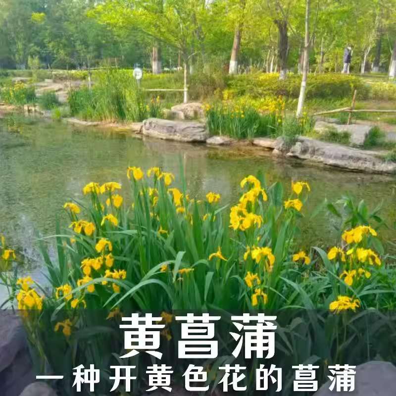 黄菖蒲苗基地 黄鸢尾水生花卉水草鱼塘池塘绿化植物庭院装饰