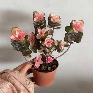 多肉植物套餐组合盆栽罕见稀有品种阳台客厅室内大颗好养精品组盆