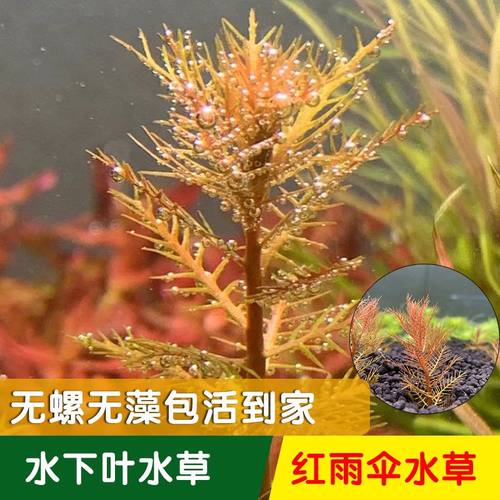 红雨伞水草中后景草缸造景植物淡水植物水下叶打头草阳性水草