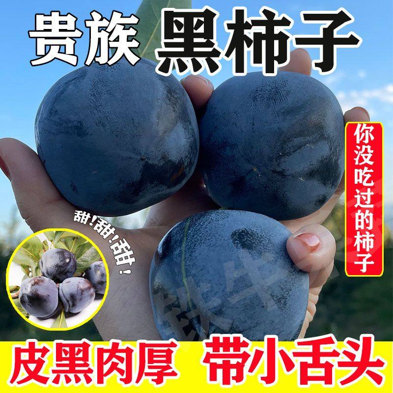 可口黑柿子大果墨柿乌柿野生不常见水果软甜新鲜农家当季现摘稀有,水产肉类/新鲜蔬果/熟食,柿子,淘宝优惠券,粉丝福利购,淘宝优惠卷