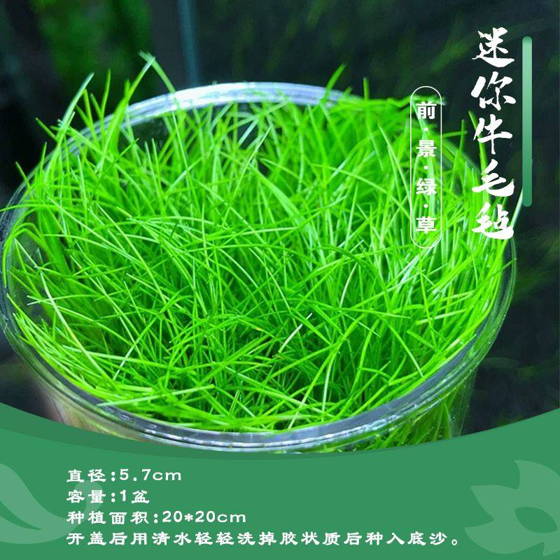 无菌杯鱼缸前景矮水草植物造景真草莫斯阴性草缸矮珍珠牛毛草懒人
