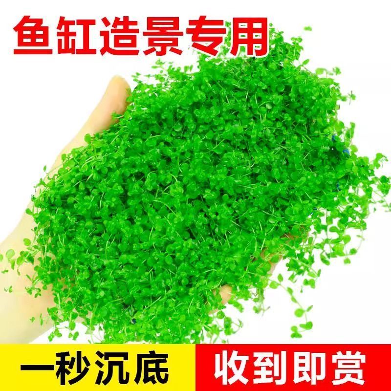 爬地矮珍珠网片水草日本趴地矮珍珠植物鱼缸造景专用天胡葵