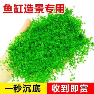 爬地矮珍珠网片水草日本趴地矮珍珠植物鱼缸造景专用天胡葵