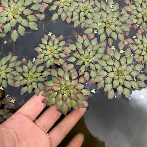 水上烟火植物净化水养华菱黄花危地马拉丁香浮萍水草鱼缸造景装饰