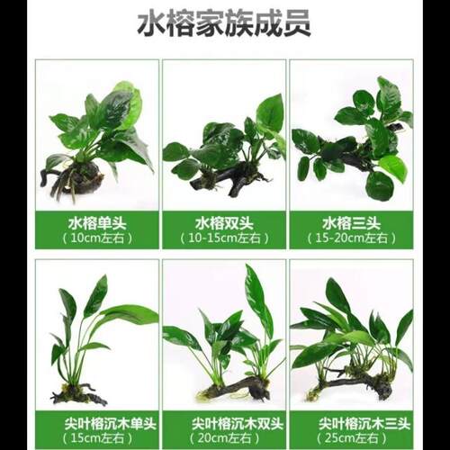 鱼缸水族箱造景装饰活体真水草套餐懒人沉木水榕植物易活易养