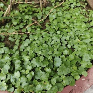 天胡荽天湖葵苗水草苗土培水培绿植遍地锦苗带土土地锦满天星小苗