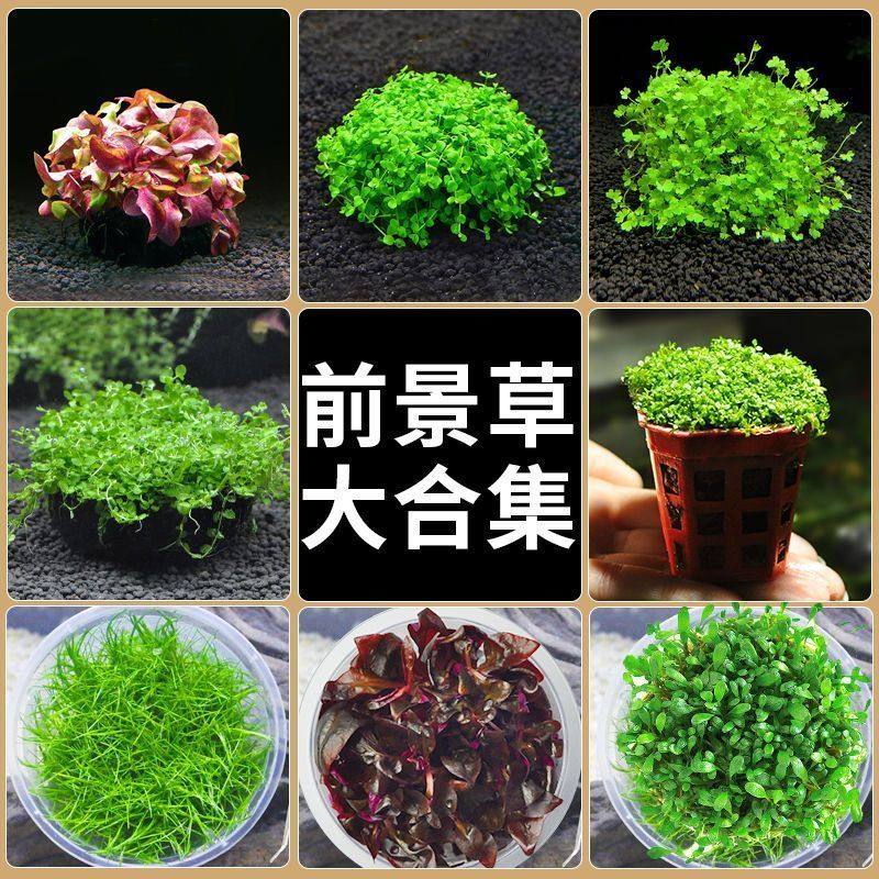 前景阴性水草牛毛鱼缸造景鲜活懒人淡水植物水榕天胡荽爬地矮珍珠