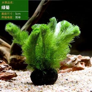 绿菊坨草造景增化水质鱼缸易养孔雀鱼蜈蚣草观赏底座水草组合