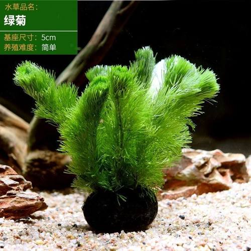 绿菊小宝塔水罗兰坨草造景增化水质鱼缸易养孔雀鱼蜈蚣草观赏