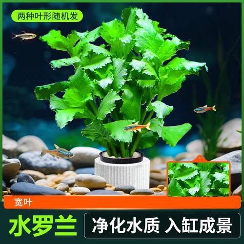 水罗兰水草植物真草水培新手懒人鱼缸造景蜈蚣草绿菊阴性全套水草