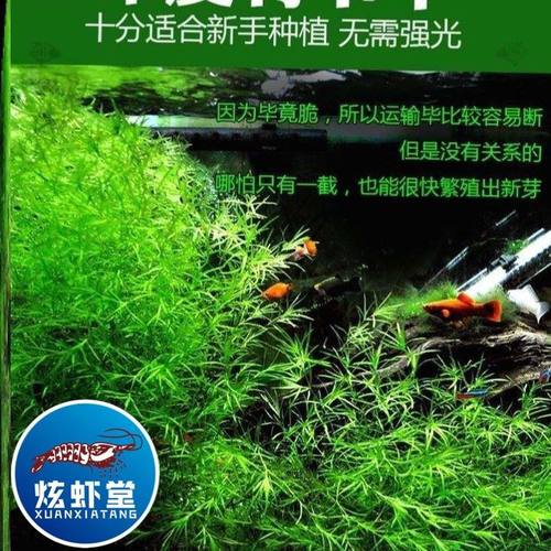 印度小竹节草新手好养耐活懒人孔雀鱼水草鱼缸装饰造景增氧