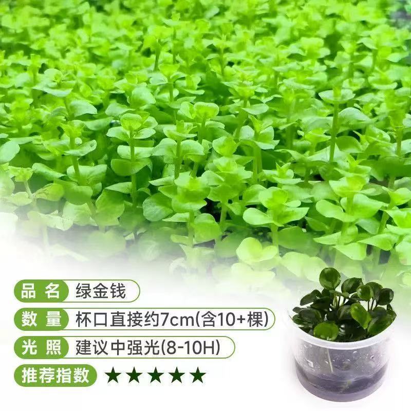 绿金钱水草无菌杯鱼缸草缸造景二氧化碳淡水后景懒人阴性植物好养
