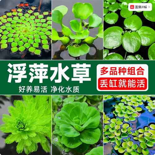 浮萍真水草植物鱼缸造景净化水培植物和鱼共养冒泡水芙蓉水葫芦