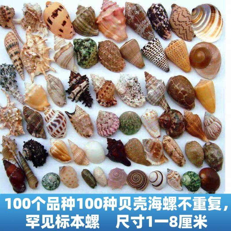 天然贝壳海螺鱼缸造景 纯手工diy风铃漂流瓶材料包摆件幼儿园礼物,家居饰品,海螺/贝壳/珊瑚,淘宝优惠券,粉丝福利购,淘宝优惠卷