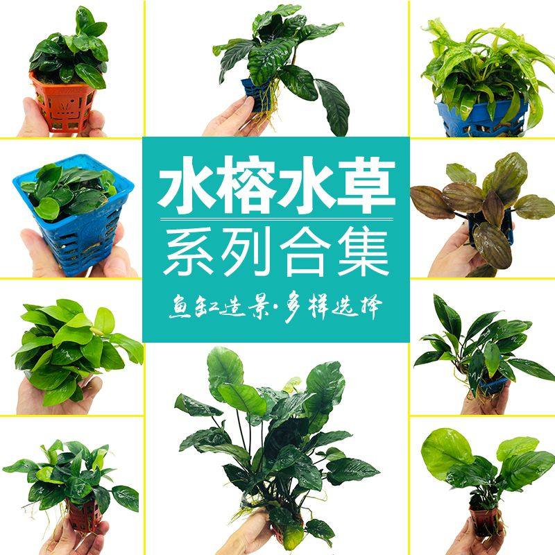 鱼缸造景水草植物活体懒人沉木水榕淡水草四季增化水质阴性草