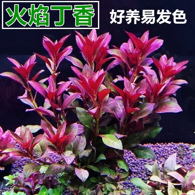 火焰丁香大红水草大全红绿配水草真草新款净化水质孔雀鱼观赏造景