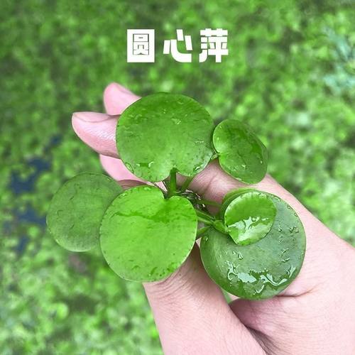 水草浮萍圆心萍净化水质水培绿植庭院办公室鱼虾龟缸造景漂浮水草
