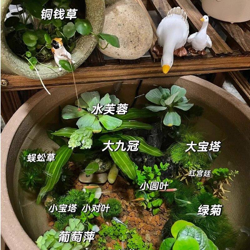 古法养鱼专用水草造景材料套餐净化水质水芙蓉葫芦鱼缸里的真植物