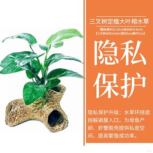 莫斯水榕鱼缸懒人活体紫砂增氧大叶榕水草躲避屋水下叶花瓶鱼虾窝