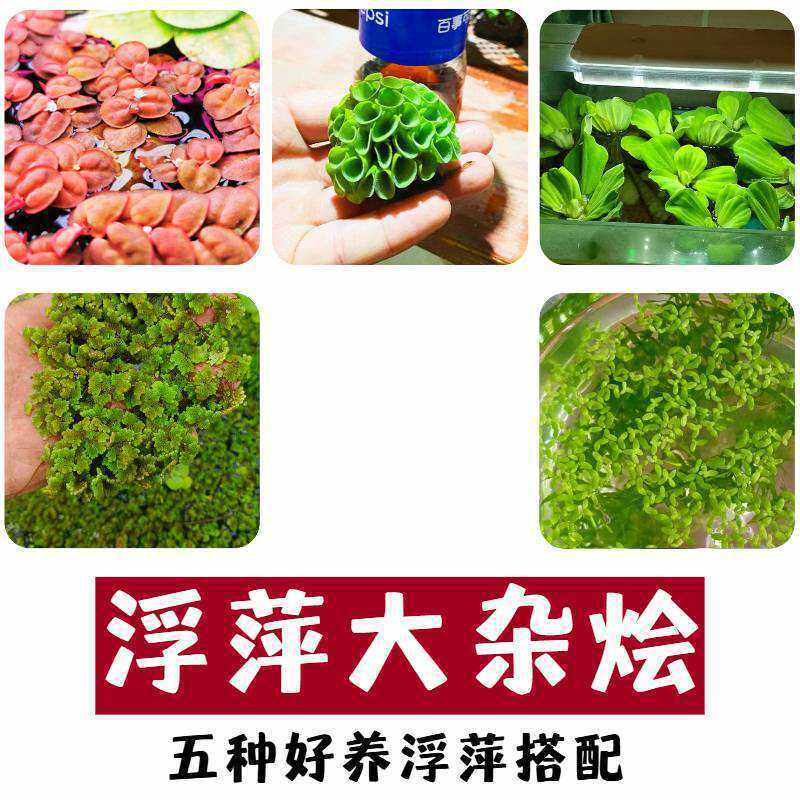 红毛丹浮萍水浮莲植物池塘鱼缸造景养殖净化水质鱼缸造景淡水水草