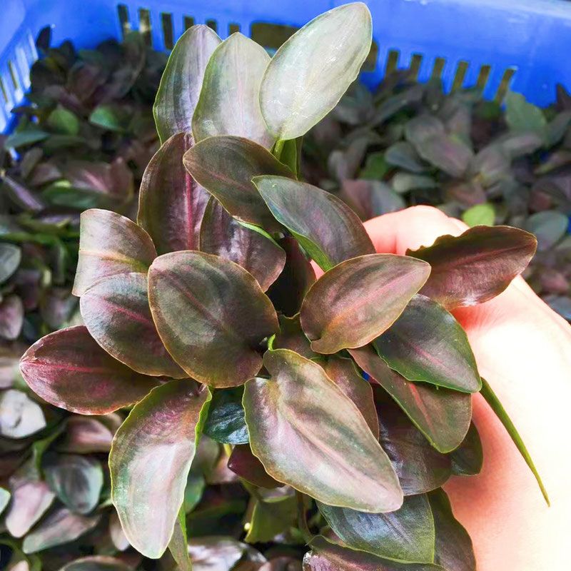 美波利椒草植物鱼缸造景装饰阴性水草真草新手水草水榕莫斯套餐