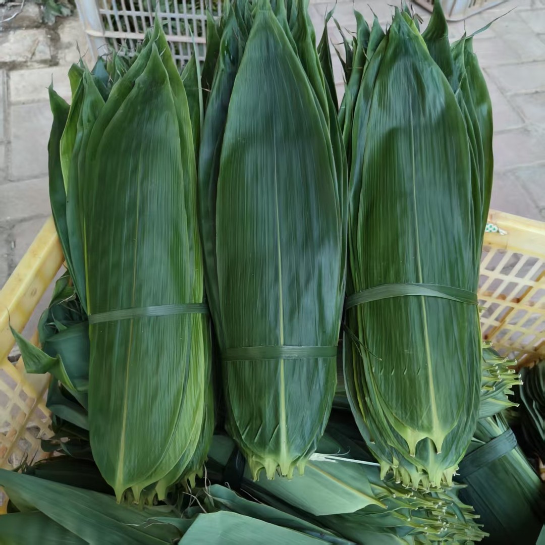 新鲜粽叶江西大粽叶包粽子叶子现摘箬竹叶端午粽叶