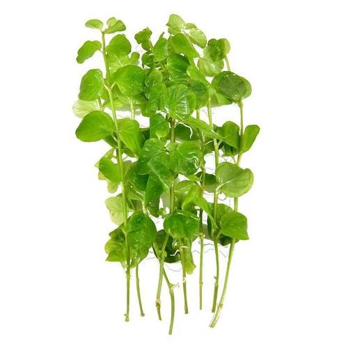 绿金钱水草中后景小对叶陶瓷环坨草鱼缸造景懒人水培阴性植物增氧