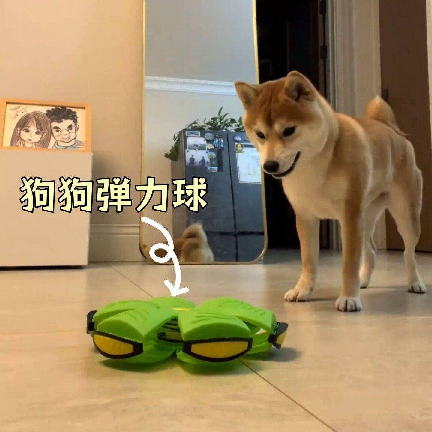 狗狗弹力球自嗨解闷消耗体力脚踩球飞碟球中大型犬耐咬狗户外玩具