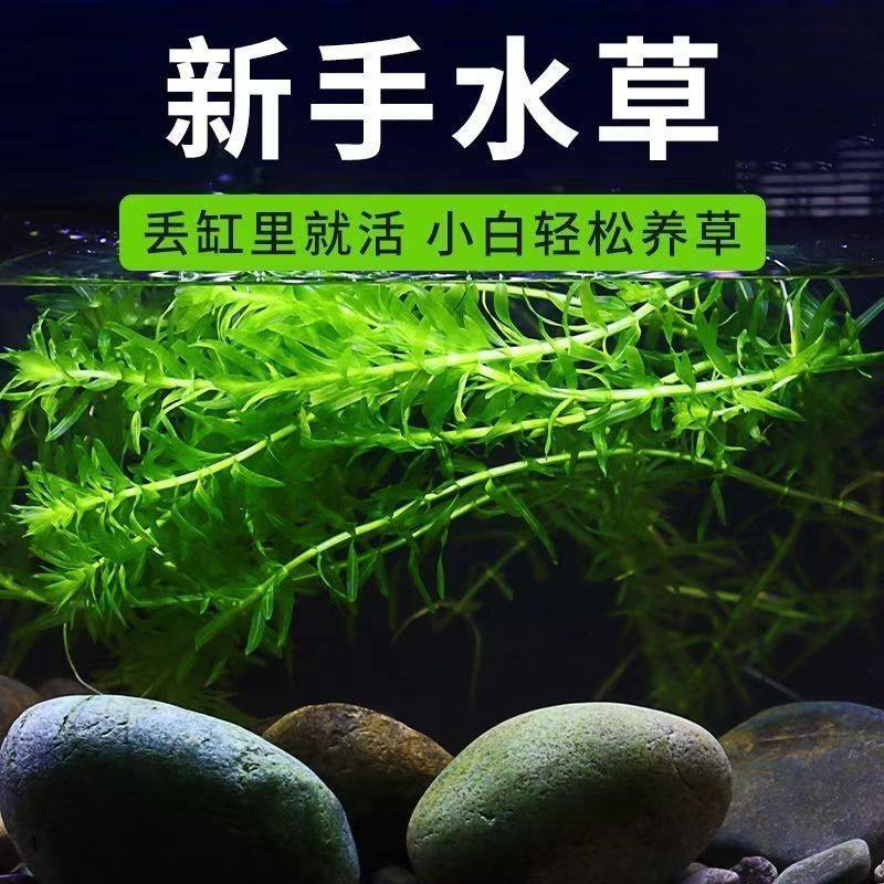 蜈蚣草水草鱼缸造景斗鱼孔雀鱼躲避增氧植物懒人新手净化水质真草