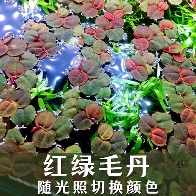 红毛丹水草小型浮萍喜阳性鱼缸造景吸收氨氮鱼虾繁殖圆心萍珊瑚萍