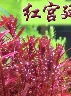 自养水下叶家用 红宫廷 丹麦血宫廷水草鱼缸水族造景桌面红色水草