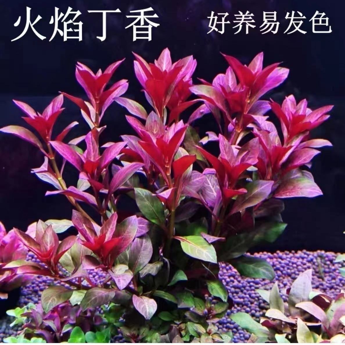 火焰丁香大红水草大全红宫廷水草真草新款净化水质孔雀鱼观赏造景