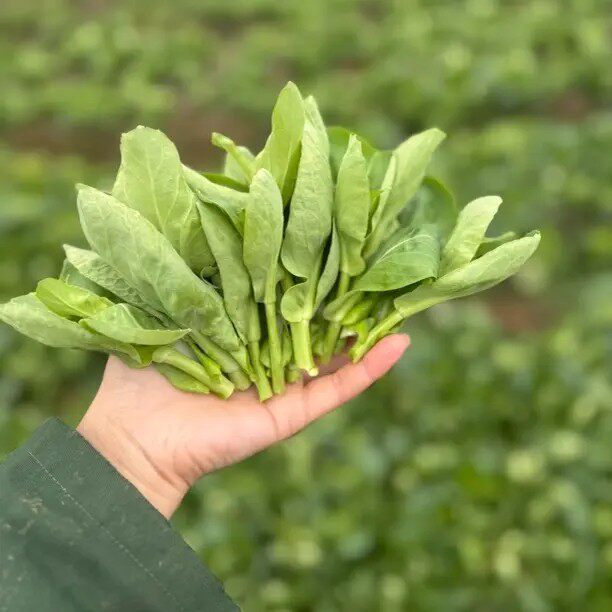 贵州丫丫菜苔 小小颗菜苔菜心 新鲜采摘现采现发时令农家蔬菜