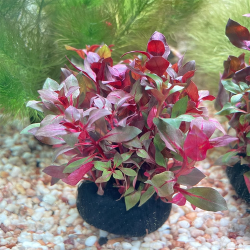 火焰丁香易养新手无碳阴性水草植物鱼缸草缸造景中后景水下叶淡水