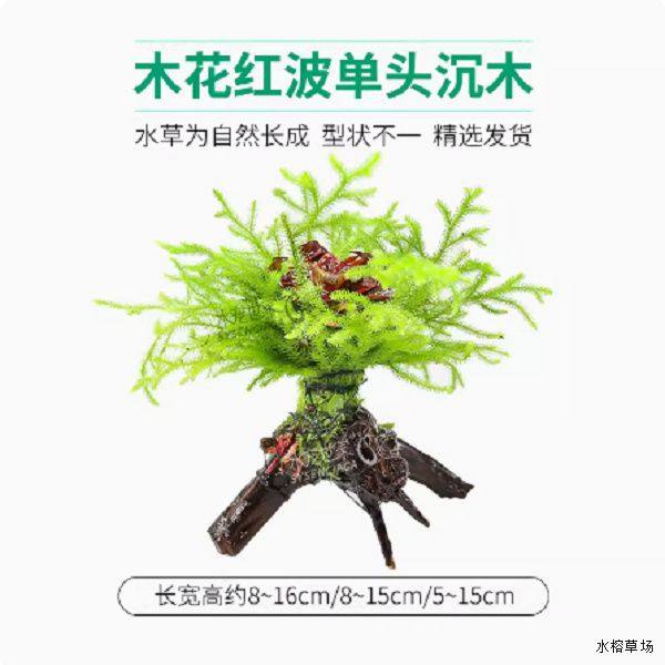 净化水质小对叶好养水草套餐造景绿菊红波坨草鱼缸耐活后景青竹