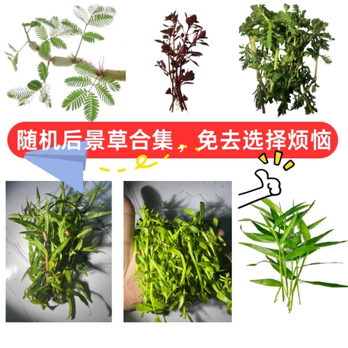 水草植物鱼缸真草造景水培植物摆件蜈蚣水榕阴性草客厅缸懒人植物