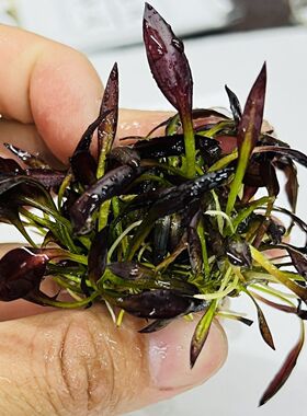 紫爵皇冠 紫色稀有水草 水下叶系列 懒人阴性鱼缸观赏沉木草ADA