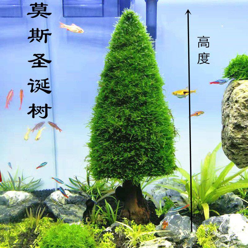 莫斯圣诞树莫斯悬浮石莫斯树阿凡达悬浮鱼缸装饰创意水草造景