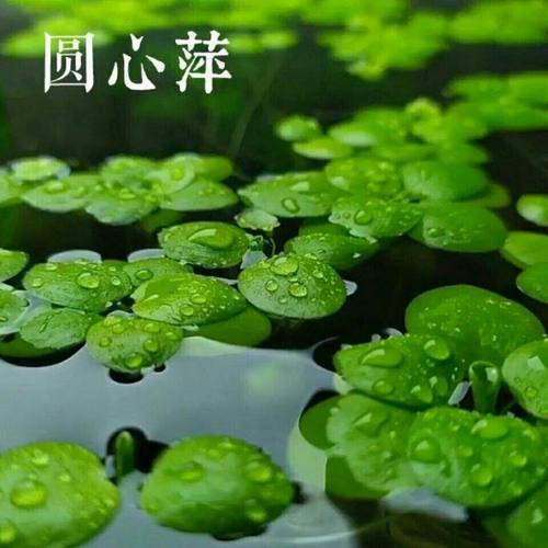 圆形浮萍水草兔耳水草组合套餐肚兜斗鱼休息叶一叶莲迷你超小槐叶