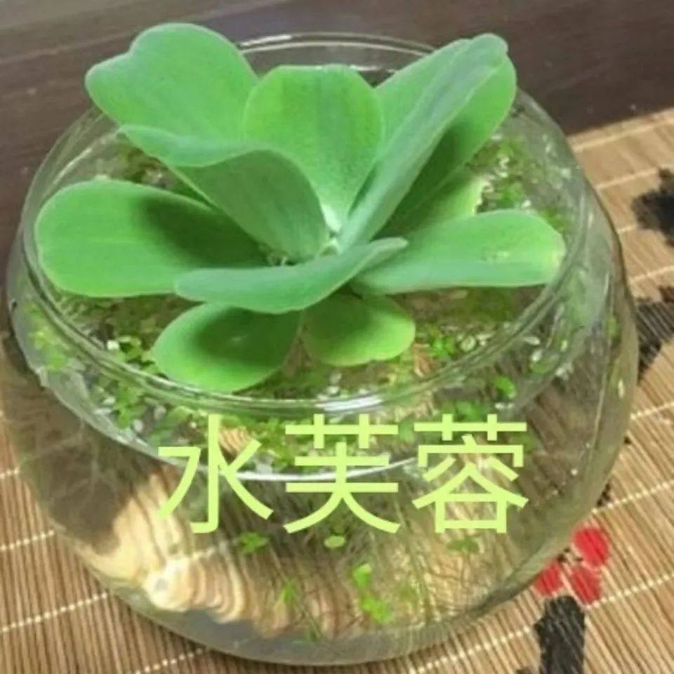 水芙蓉牡丹萍水生植物净化水质鱼缸造景养鱼养虾水培懒人浮萍水草