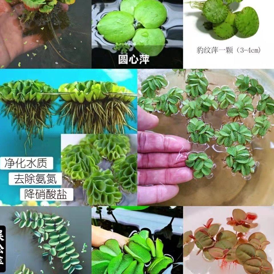 装饰鱼缸浮萍水草活体植物圆心萍套餐NO3净化水质微景观水族