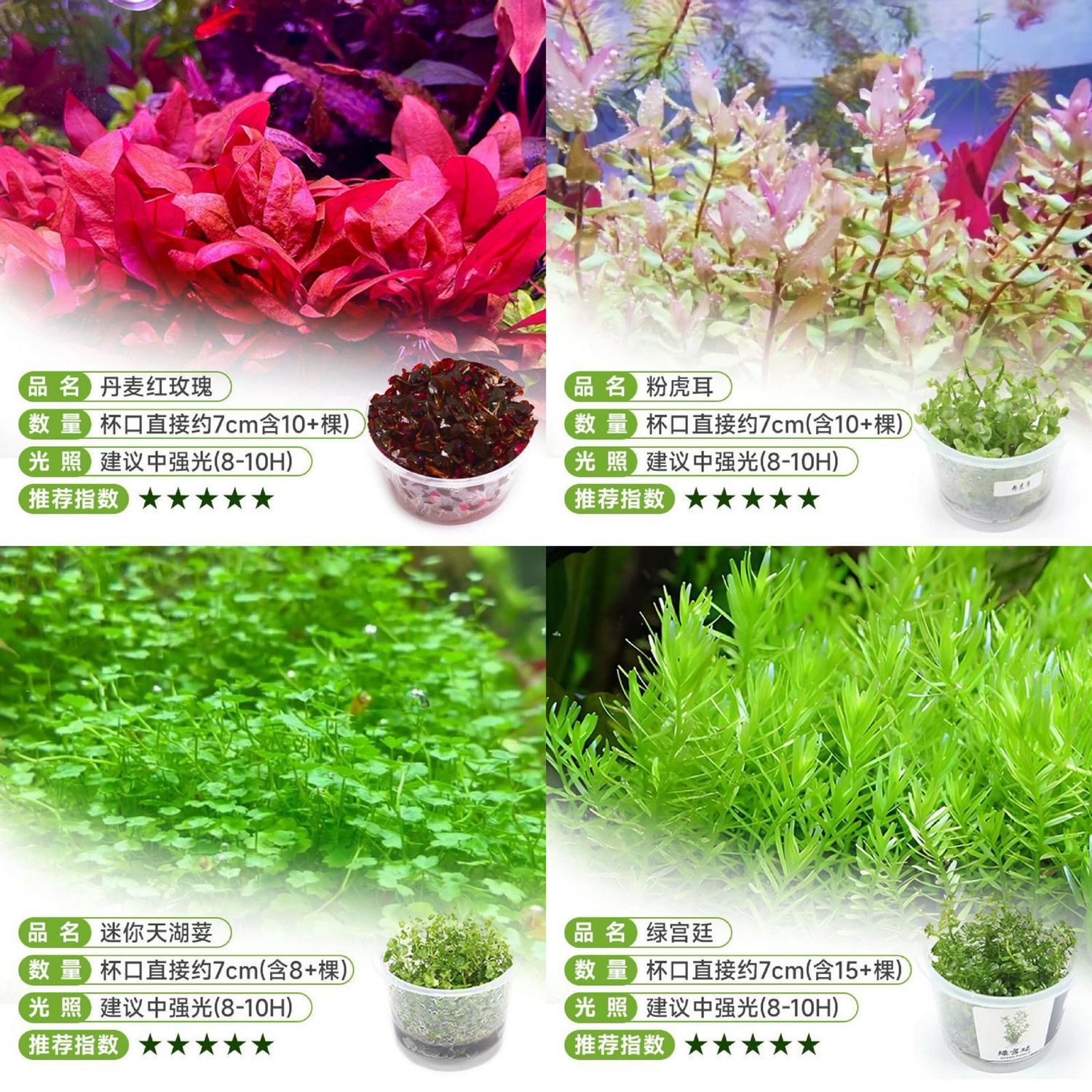 无菌水草前景套餐组合懒人淡水后景阴性增氧植物新手牛毛鱼缸造景