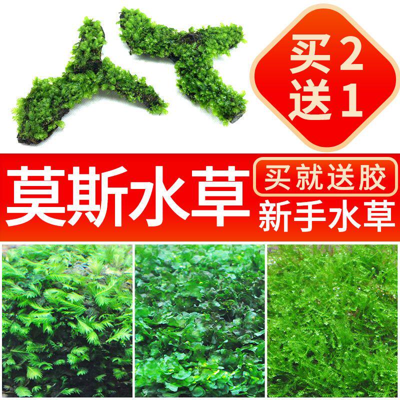 鱼缸阴性活体散装真水草三角莫丝火焰珊瑚松茸莫斯水族箱造景包邮