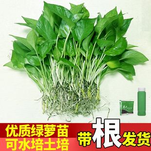 绿萝苗盆栽办公桌小盆裸根苗绿箩除甲醛净化空气懒人绿萝水培水养