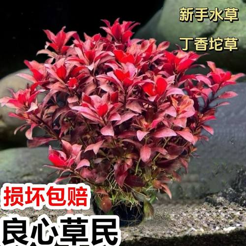 火焰丁香紫红色水草鱼缸造景植物懒人后景好养易发变色淡水水草
