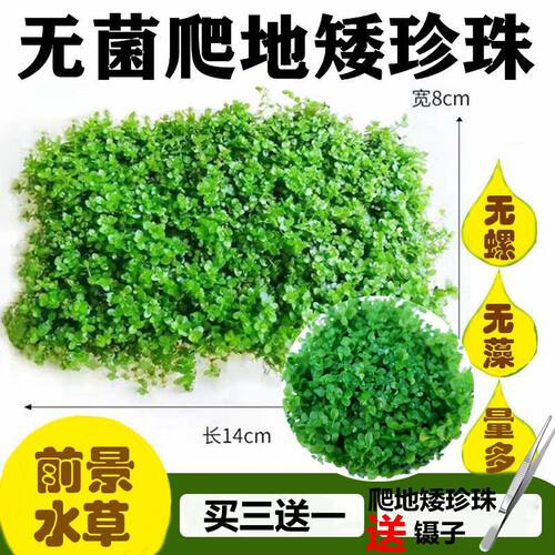 装饰鱼缸造景前景草爬地矮珍珠迷你水草坪淡水阴性水草皮活体植物